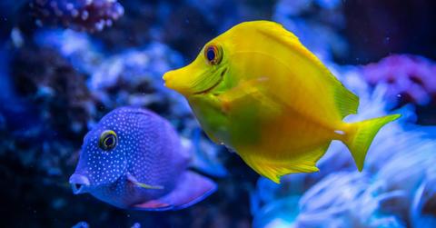 Cute yellow and blue fishes swimming in a bed of corals (Representative Cover Image Source: Pexels | Egor Kamelev)