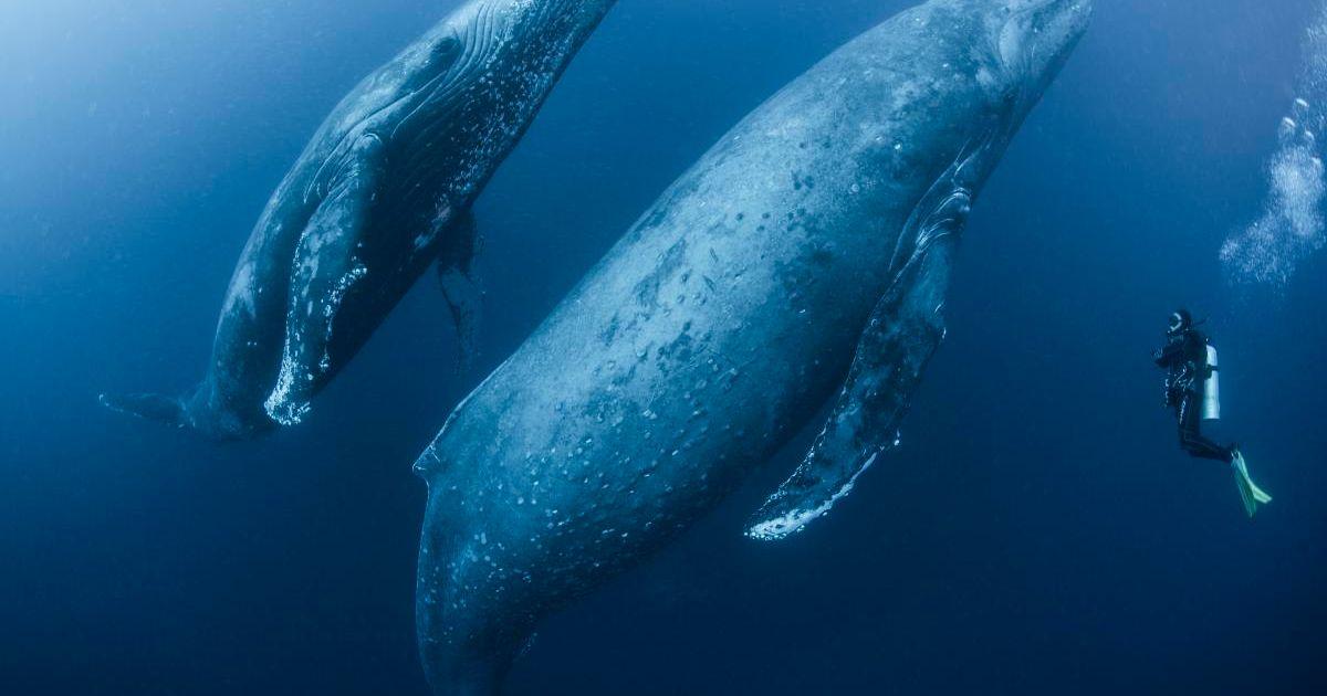 Scuba diver approaches humpback whales (Representative Cover Image Source: Getty Images | Rodrigo Friscione) 