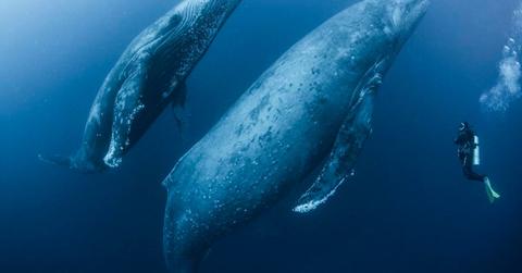 Scuba diver approaches humpback whales (Representative Cover Image Source: Getty Images | Rodrigo Friscione)