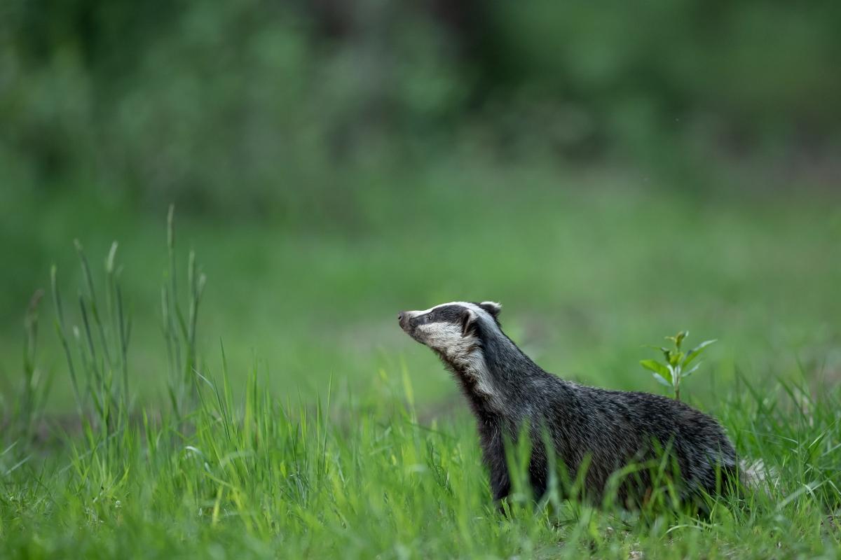 Side view of badger in tall grass