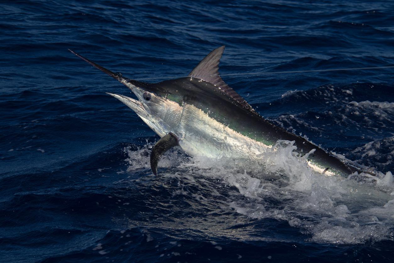 A black marlin swims across dark blue water.