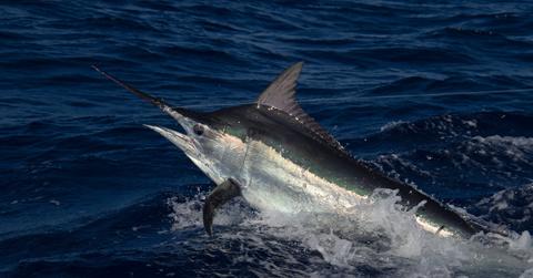 A black marlin swims across dark blue water.