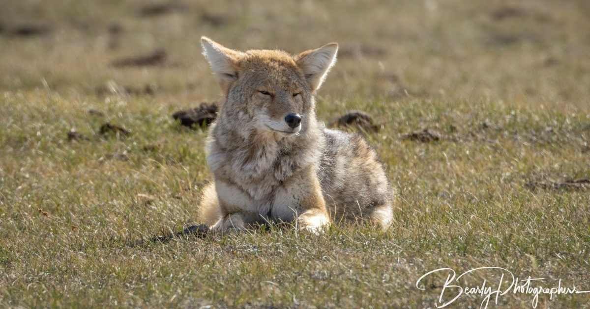 Limpy with an injury on his rear leg (Image Source: Facebook | BearlyPhotographers)