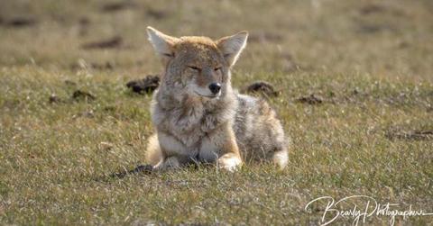 Limpy with an injury on his rear leg (Image Source: Facebook | BearlyPhotographers)