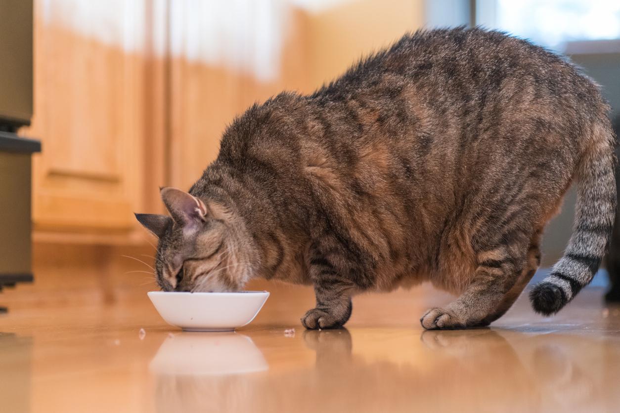 A larger cat eats from a small white bowl on a hardwood floor.