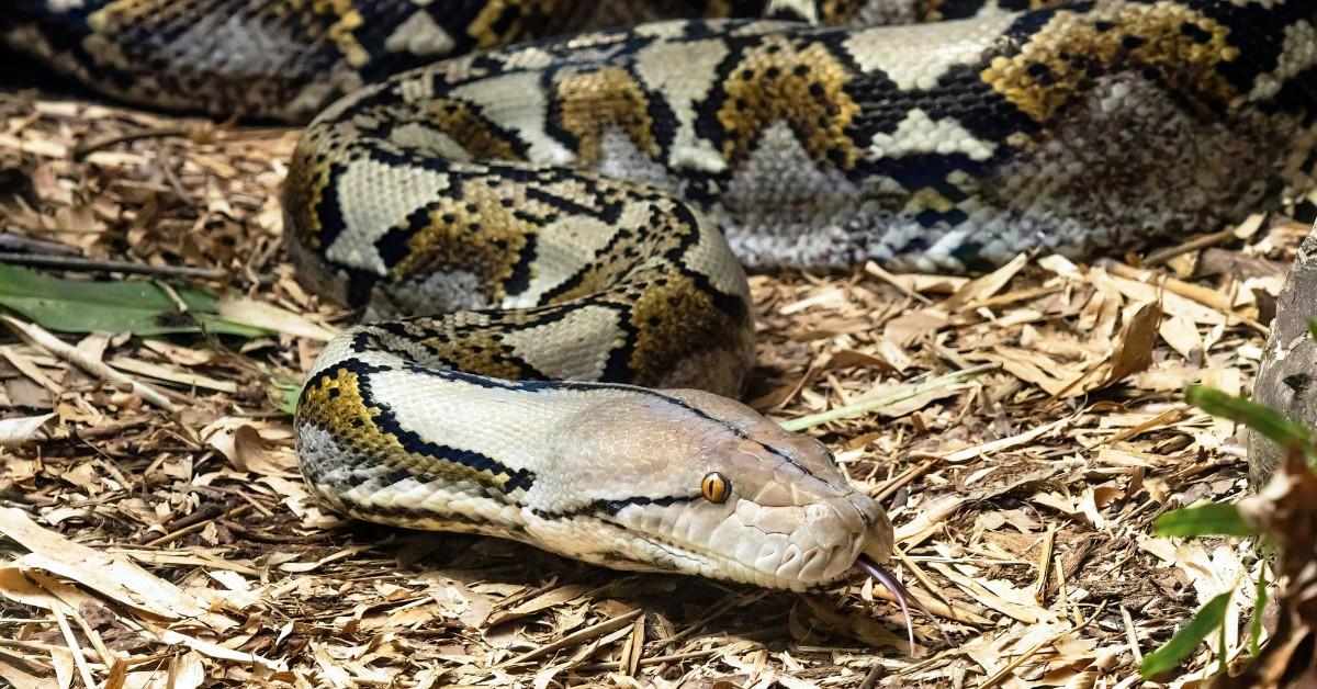 Florida Thinks It Has Found Its Solution to Burmese Pythons in a Surprising Place