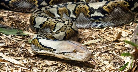 A python snake slitehers along the ground