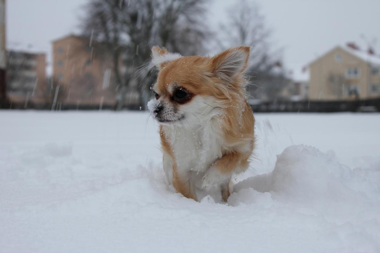 A long-haired Chihuahua standing outside in the snow with snow on their nose.