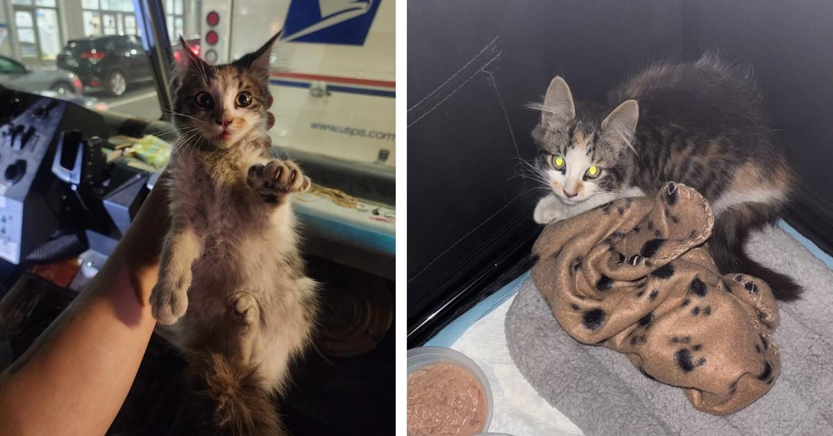 A kitten was rescued from a USPS truck in Manhattan