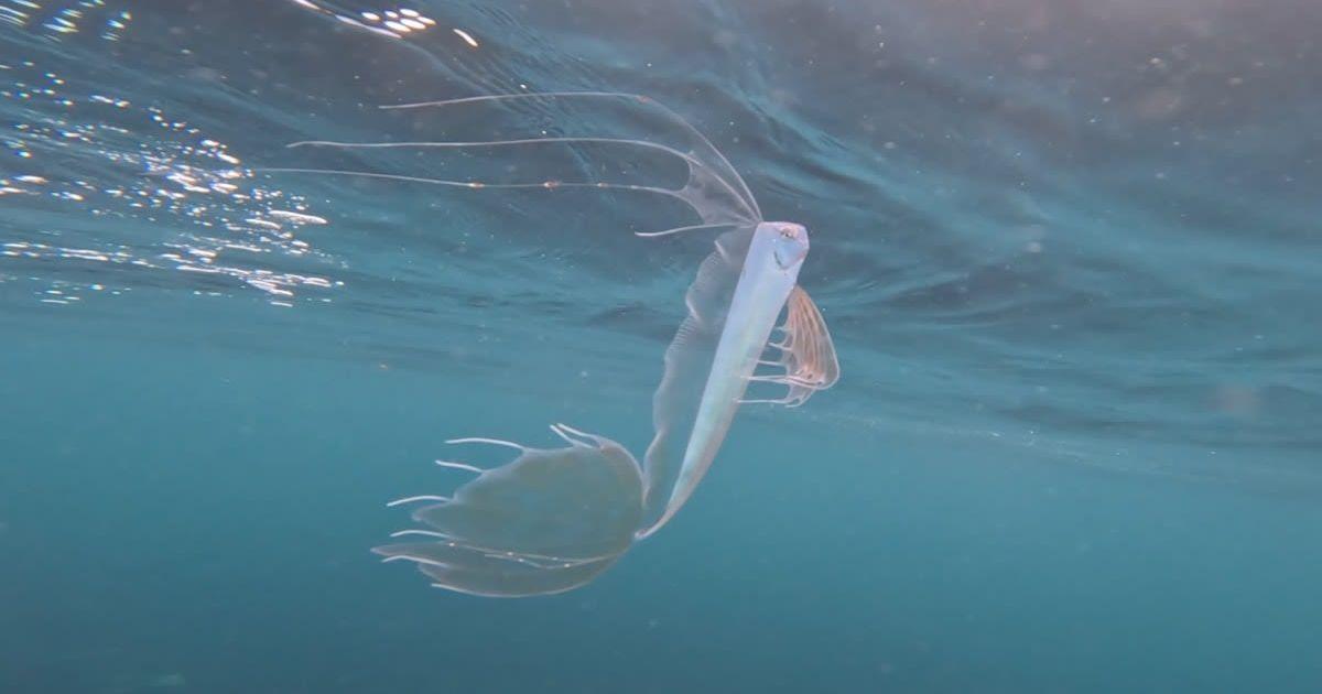 King-of-the-salmon swimming close to surface (Cover Image Source: Facebook | Ted Judah)