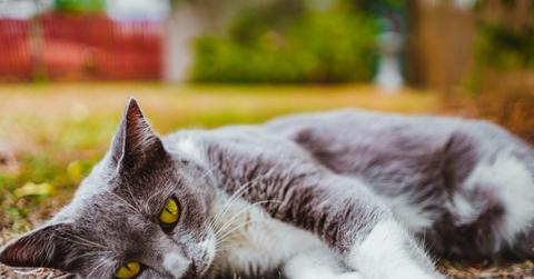 gray and white cat lying on grass