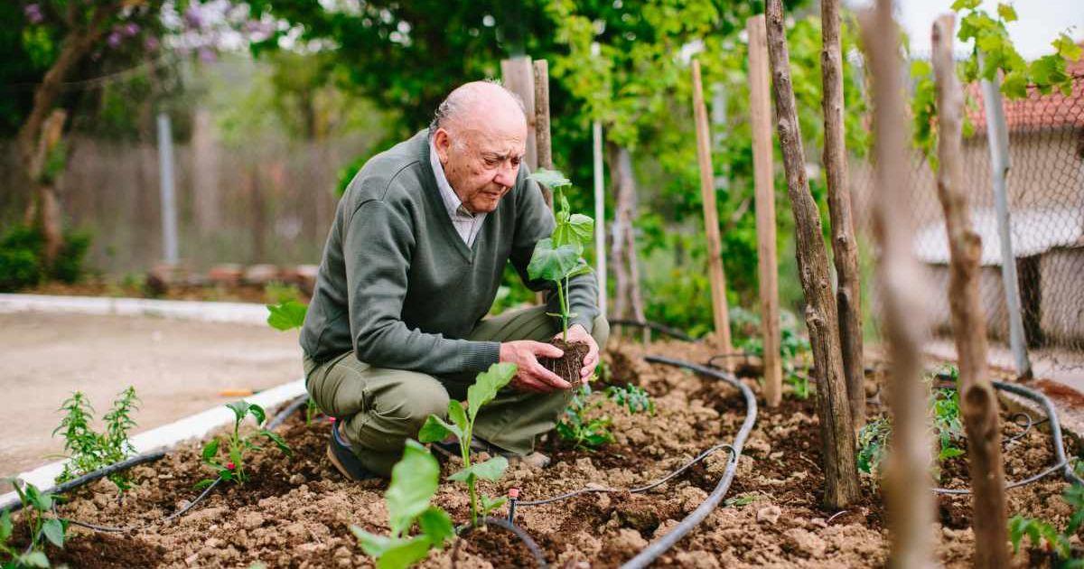A senior man is planting a sapling without digging the soil on the sides of his driveway. (Representative Cover Image Source: Getty Images | Thanasis Zovoilis)