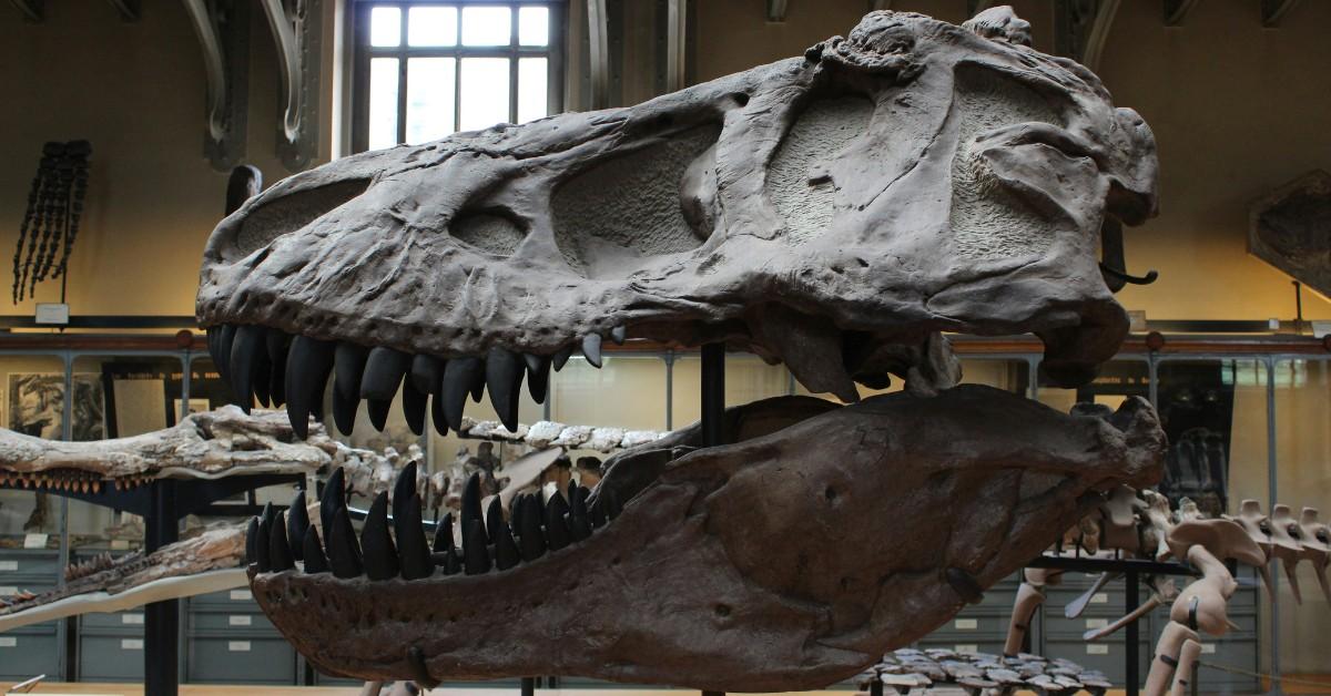 A massive replica of a dinosaur skull sits on a stand in a research center