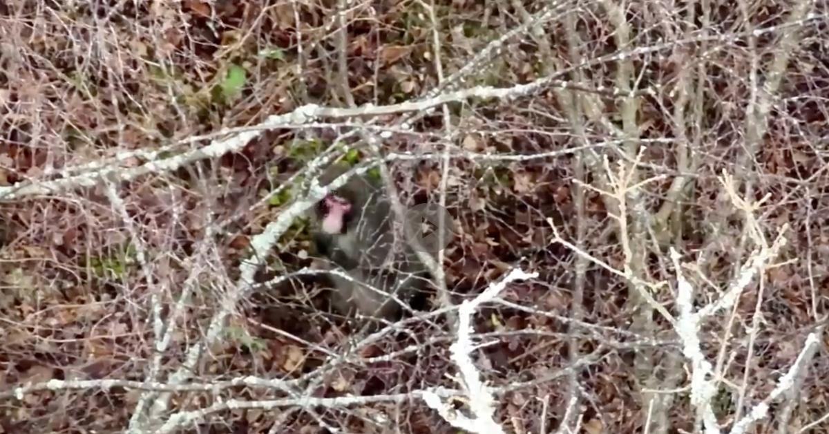 Drone footage of the monkey that escaped from a zoo sitting in the woods