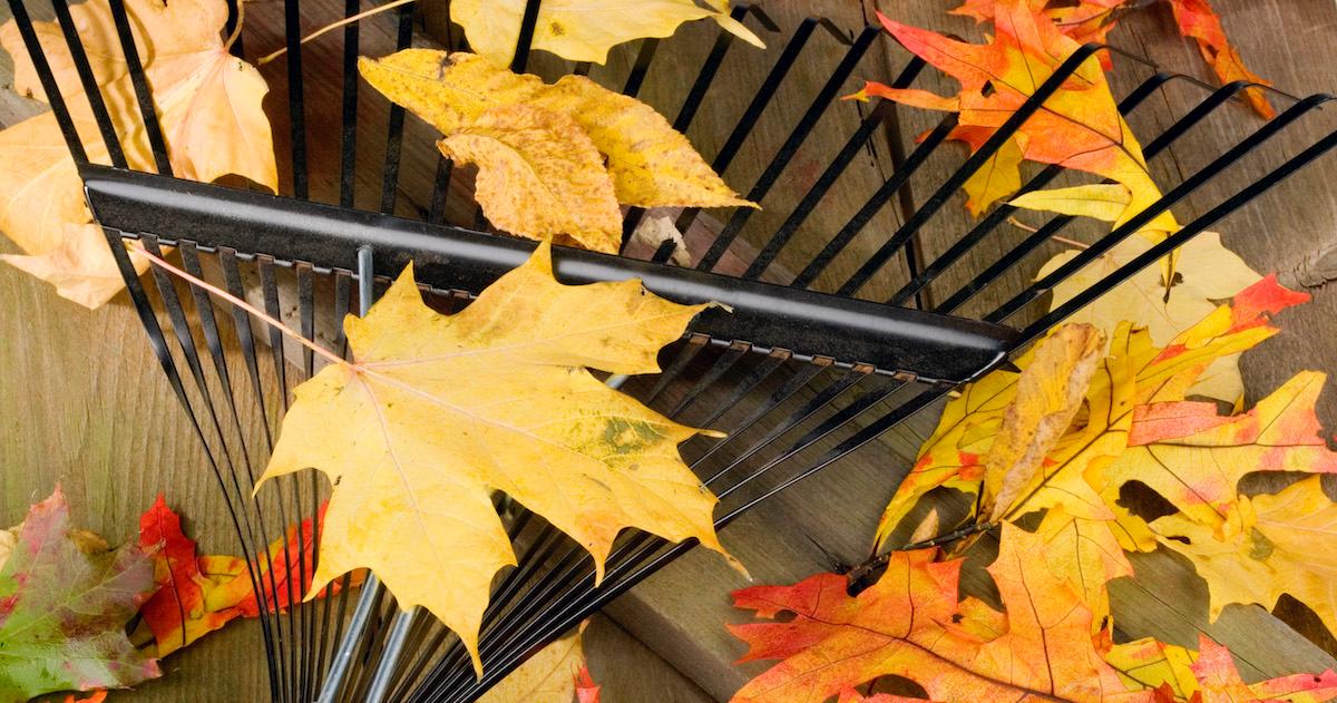 Should You Rake Your Leaves? Here’s How to Handle Them Sustainably
