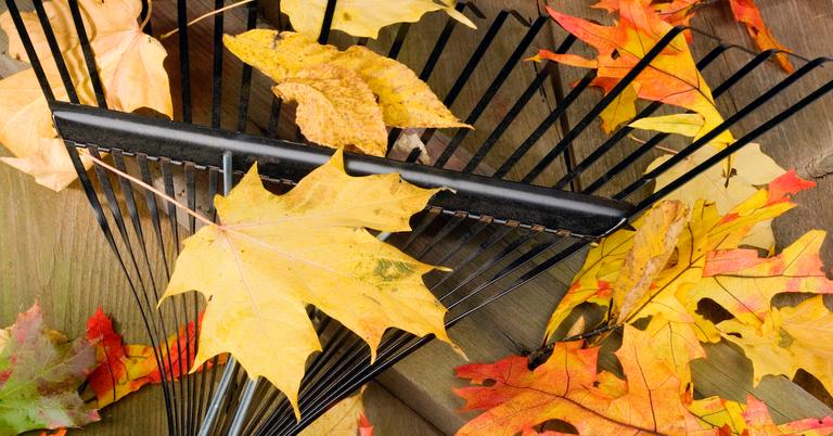 should-you-rake-your-leaves-here-s-how-to-handle-them-sustainably