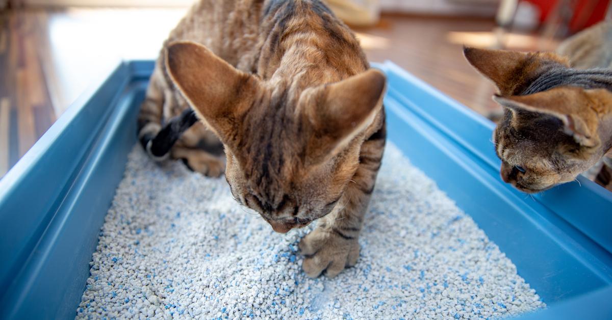 Cat stopped 2025 using litter box