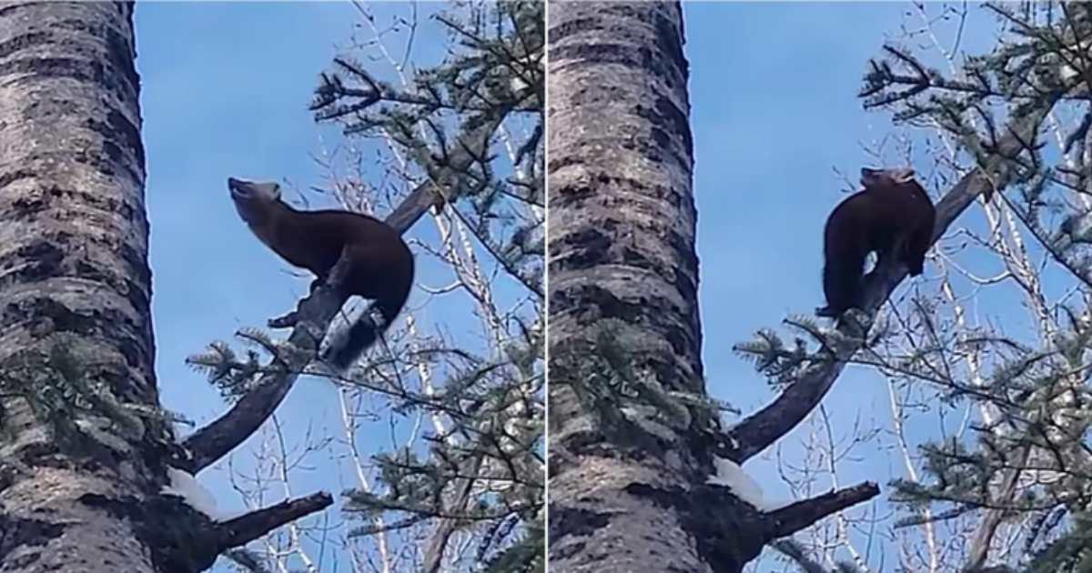 pn/bc ca ea  decdbac