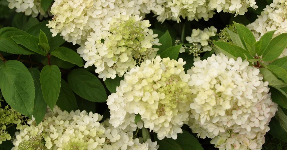 White hydrangea blooms on the plant