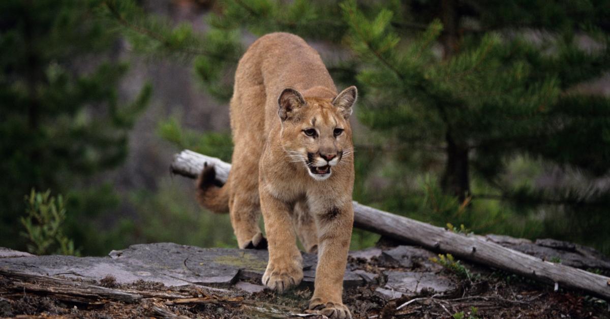 A cougar in the wild. 