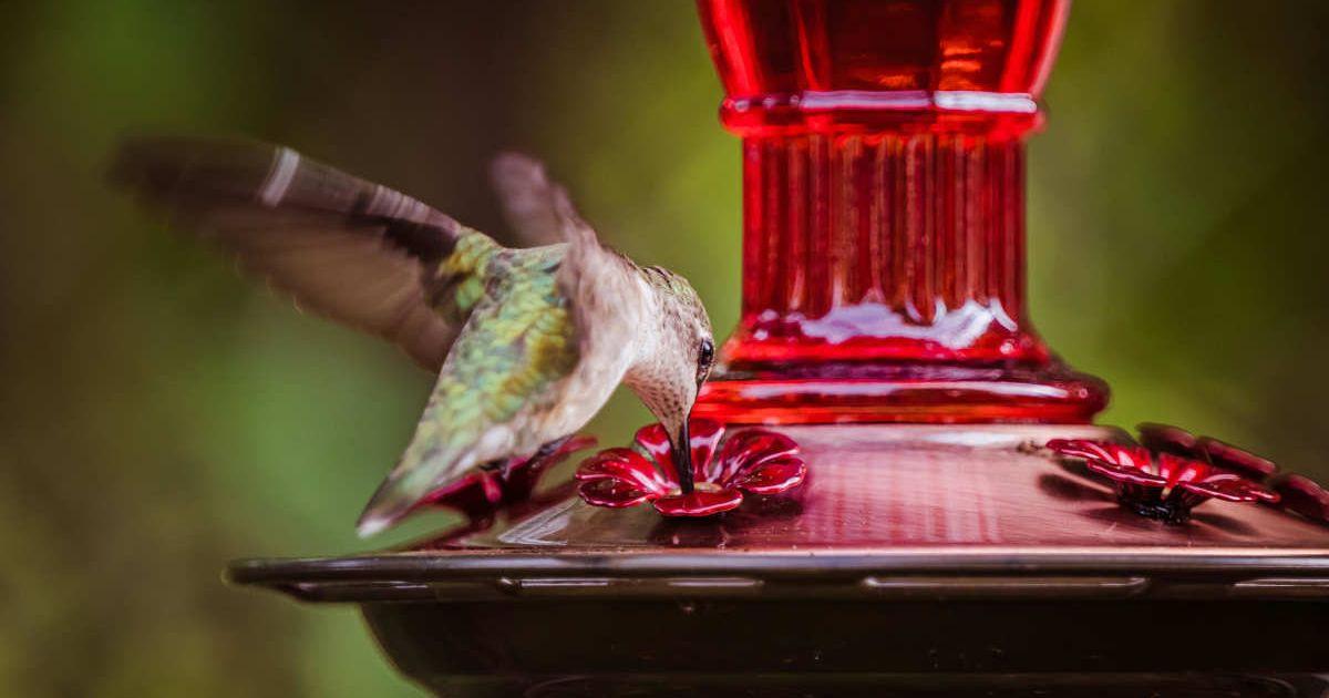 Bird sitting on a red-colored bird feeder decorated with red flowers (Representative Cover Image Source: Pexels | Chris F)