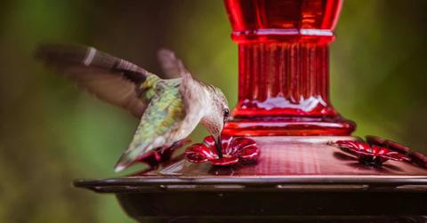 Bird sitting on a red-colored bird feeder decorated with red flowers (Representative Cover Image Source: Pexels | Chris F)