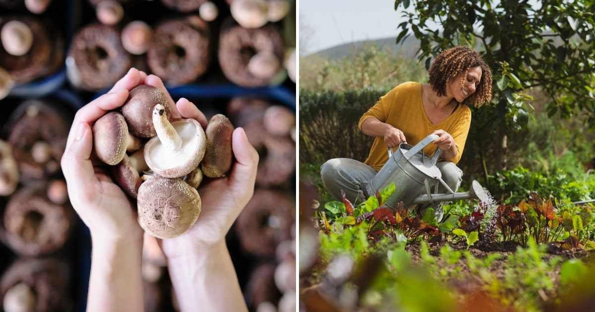(L) Hand holding a bundle of cream-colored mushrooms, (R) Woman pouring fertilizer into plants. (Representative Cover Image Source: Getty Images | (L) Cover 7 Photography, (R) Westend61)