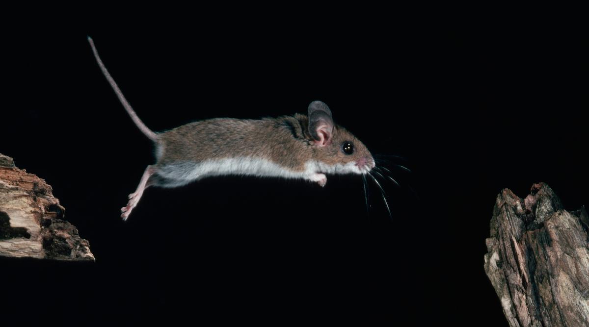 Star exaggeration behind How to Catch a Mouse Humanely