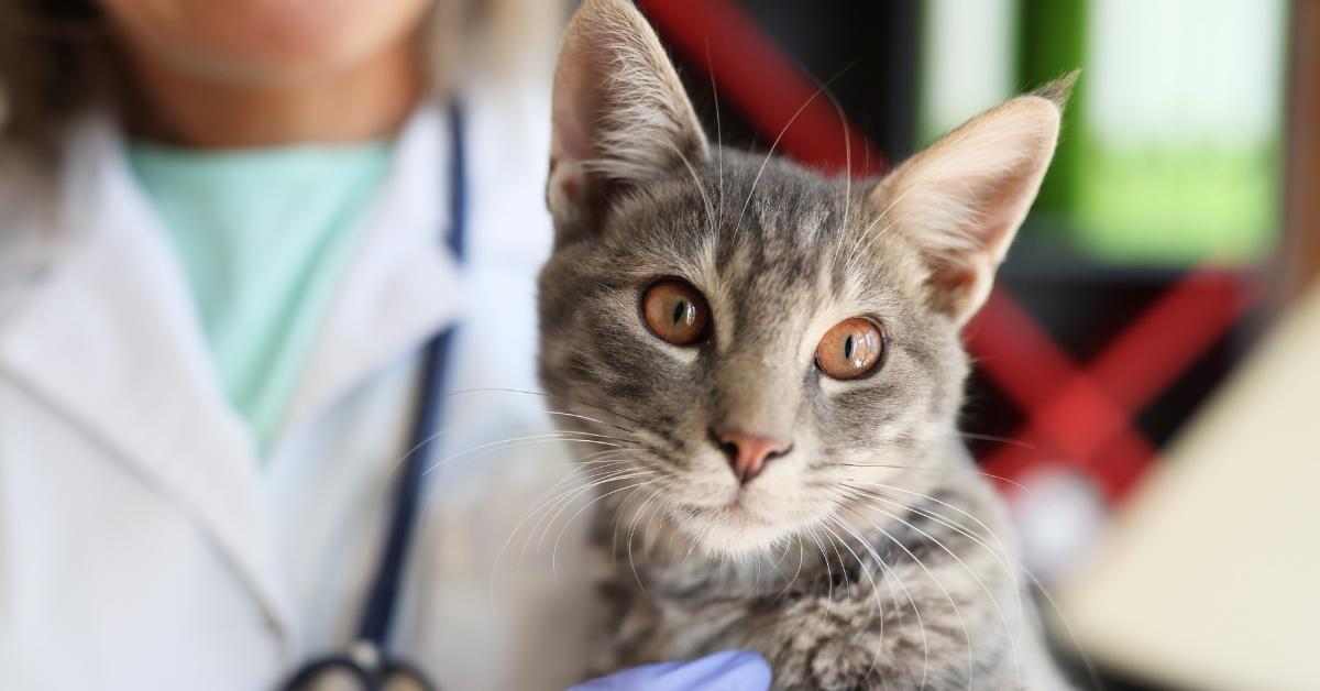 Gray cat at the vet