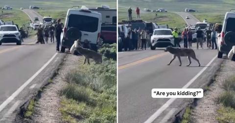 A wolf suddenly emerges from a grassy valley, stunning the tourists sightseeing at Yellowstone National Park. (Cover Image Source: Instagram | @touronsofyellowstone)