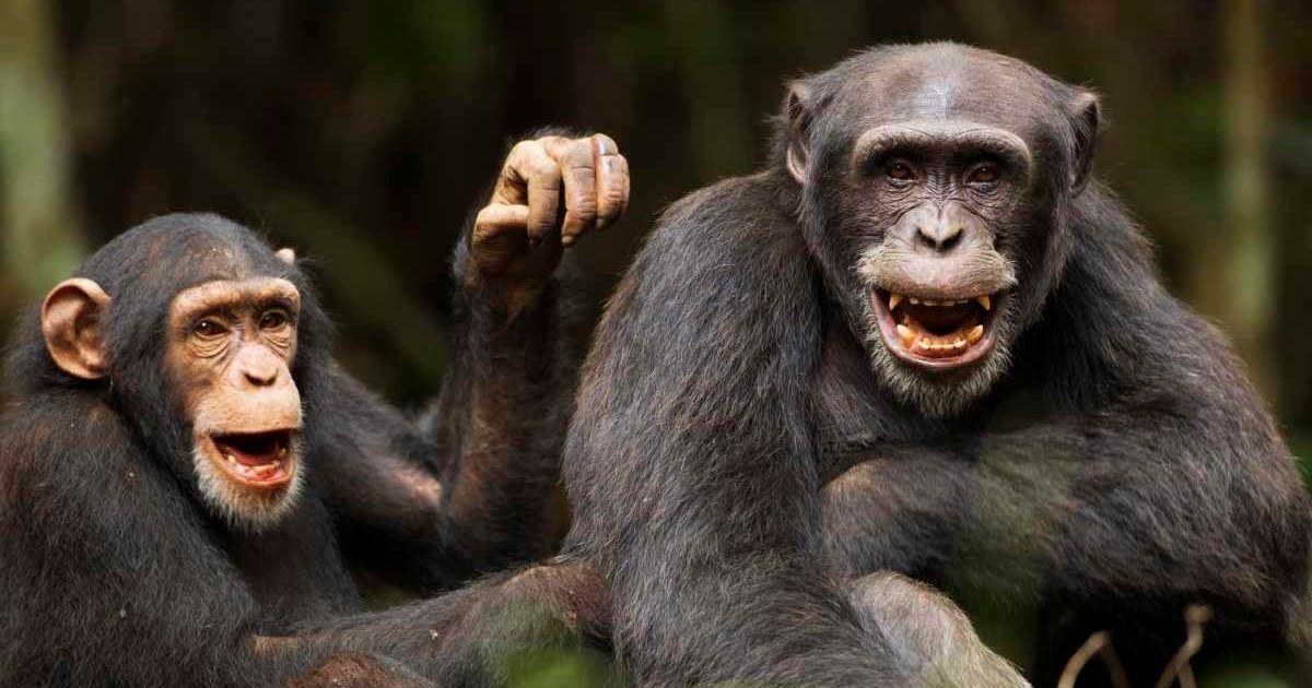 Playful chimpanzees in the forest. (Representative Cover Image Source: Getty Images | Fiona Rogers)
