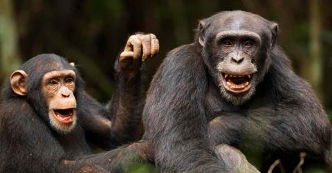 Playful chimpanzees in the forest. (Representative Cover Image Source: Getty Images | Fiona Rogers)
