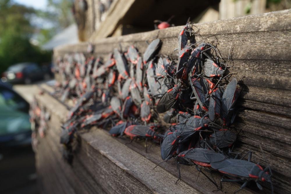 A swarm of boxelder bugs outside. 