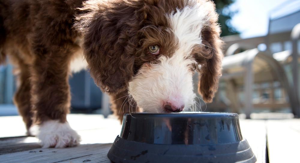 Can Dogs Eat Pretzels or Bread?