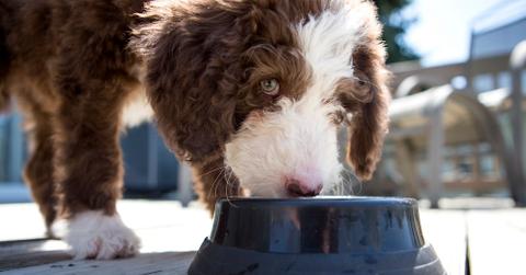 A Labradoodle puppy outside eating from a bowl.