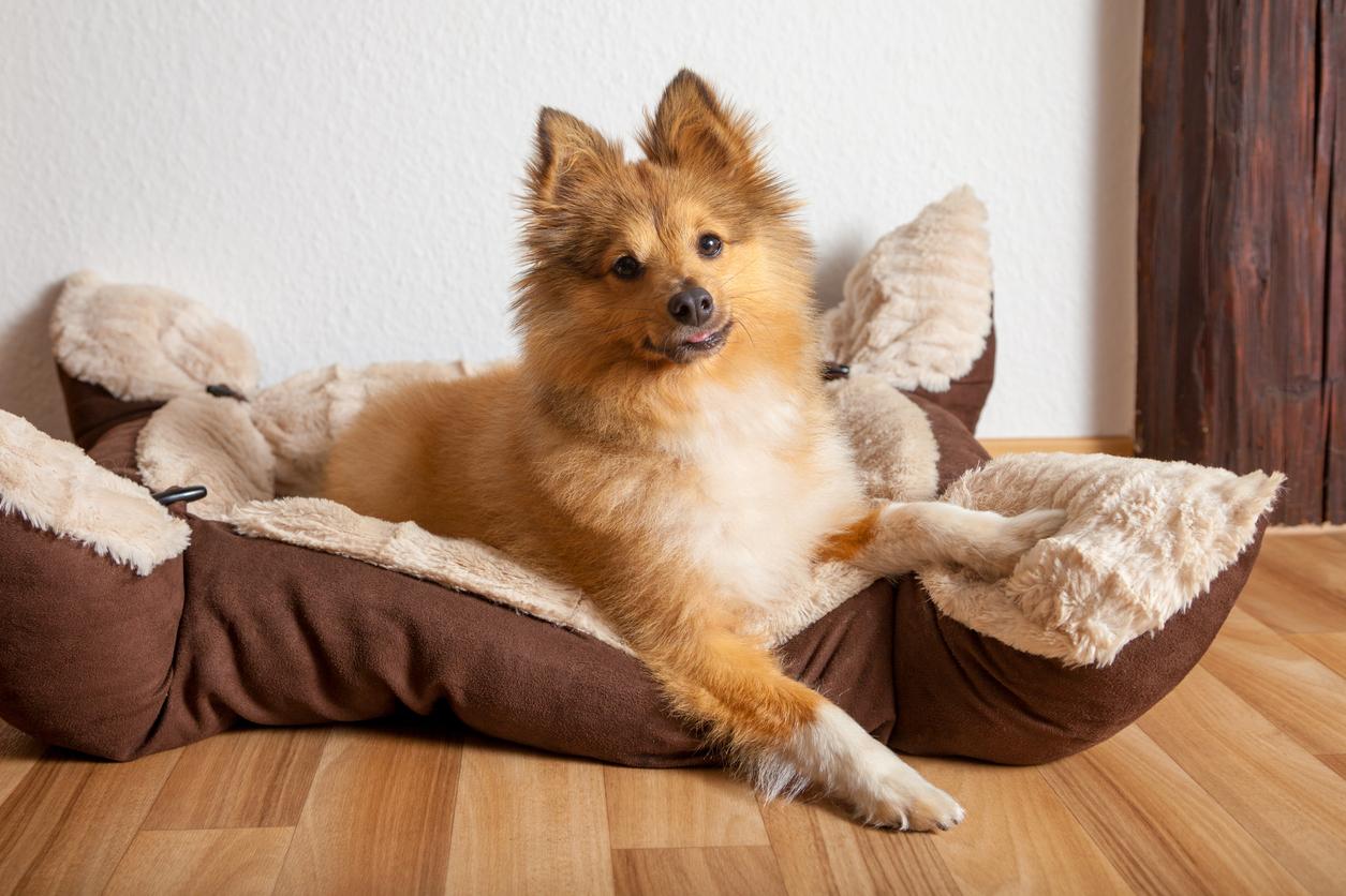 A shetland sheepdog poses in his dog bed after scratching the perimeter of the bed.