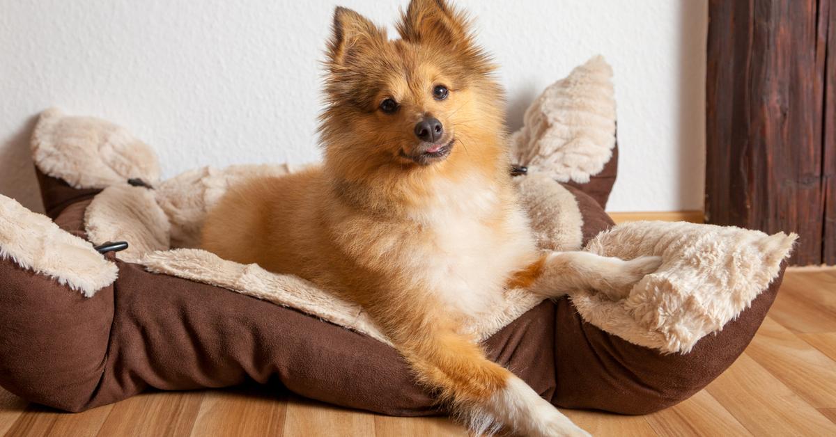 Why Do Dogs Scratch Their Beds Before Sleep? Details Here