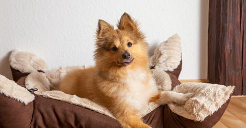 A shetland sheepdog poses in his dog bed after scratching the perimeter of the bed.