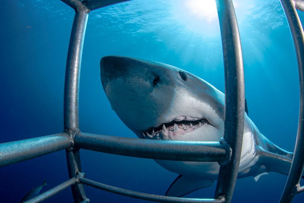 A shark next to a diver's cage.