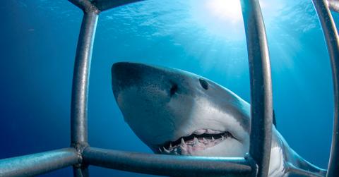 A shark next to a diver's cage.