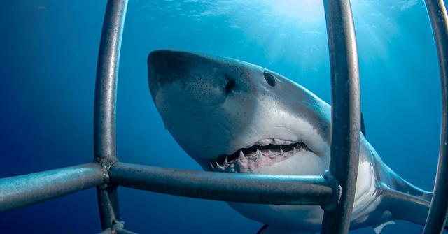 Why Do Sharks Attack Humans? What To Know Before You Swim