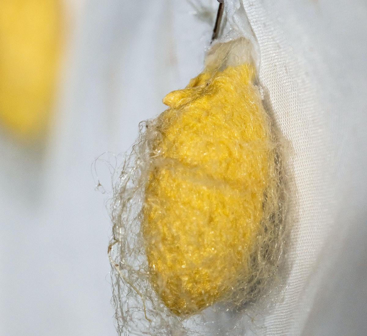 Close-up look at silkworm pupa