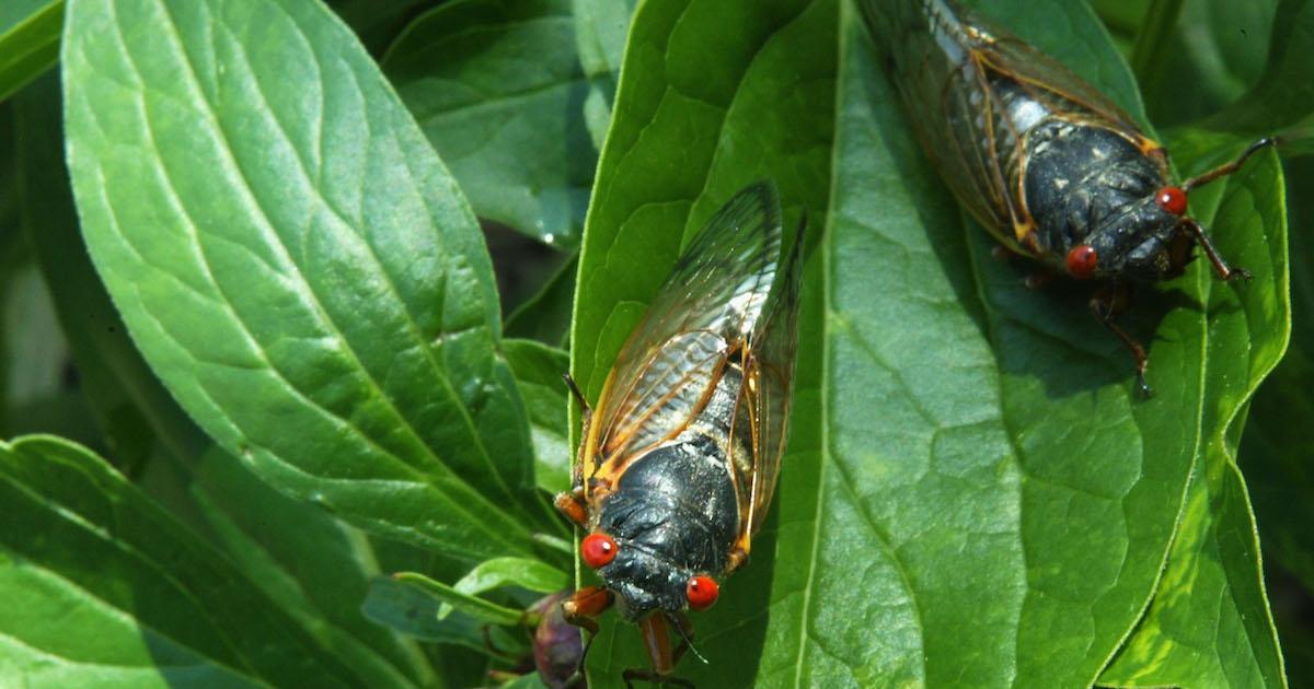 Cicadas on a leaf