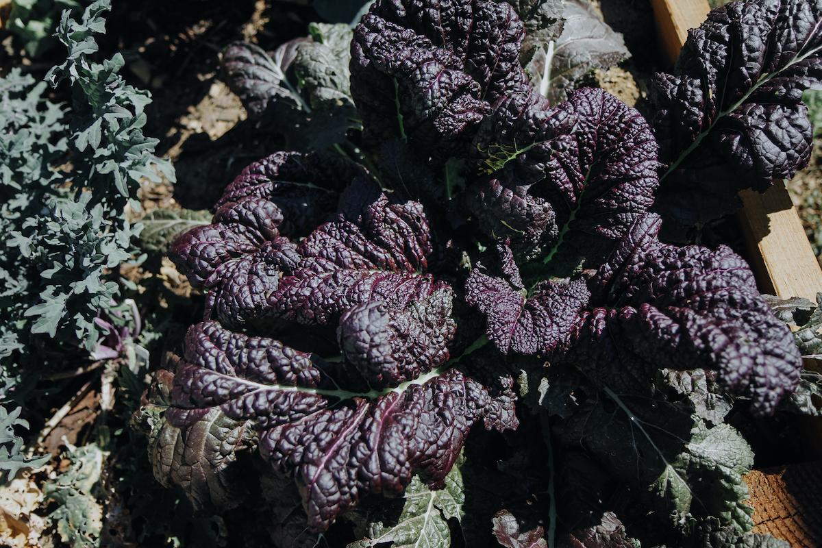 mustard greens dirty dozen