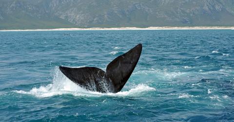 right whale decline