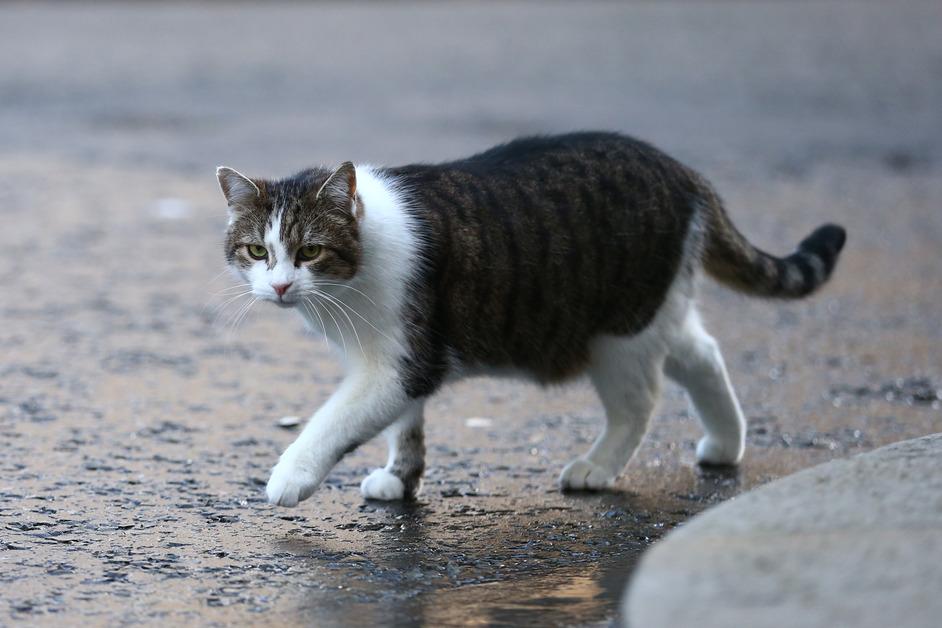 Cat walking outside