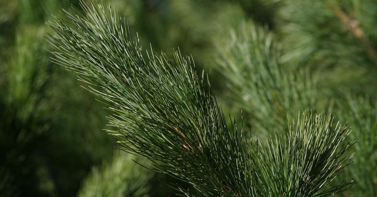 are australian pine trees poisonous