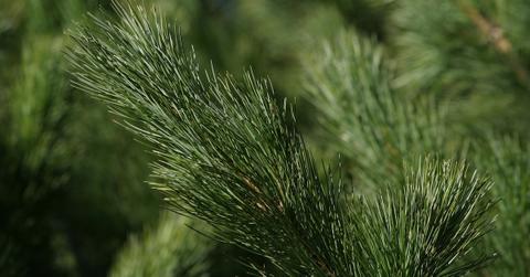 What to do with pine needles