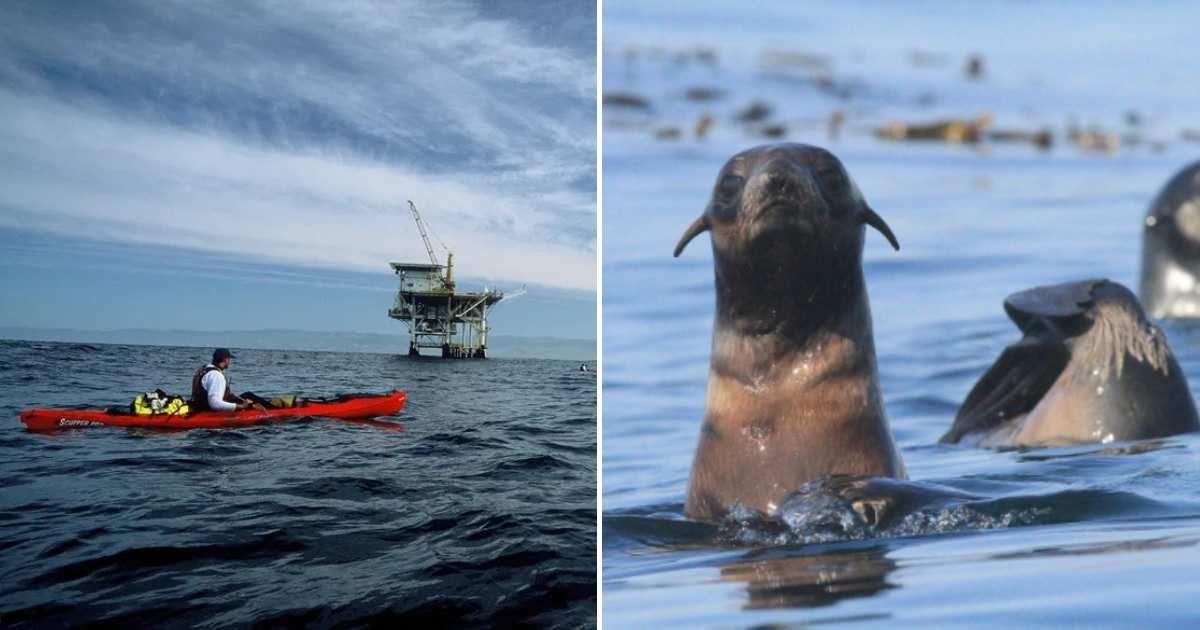 Chuck Graham was protected by seals in shark-infested waters (Image Source: (L) chuckgrahamphoto.com | (R) Instagram: @chuckgrahamphoto)
