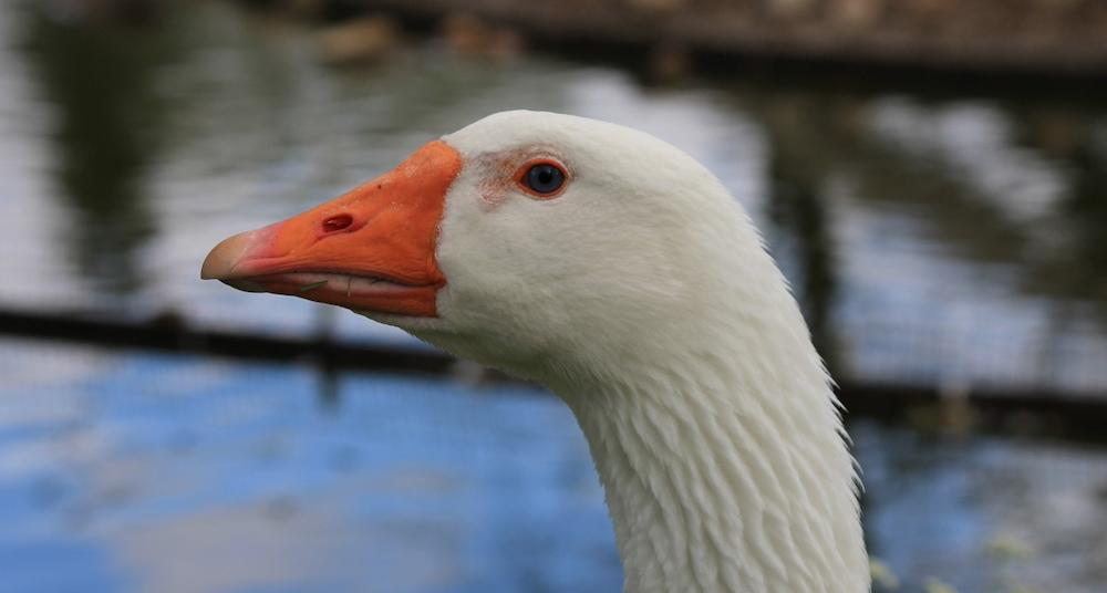 Do Geese Have Teeth? Correcting a Common Misconception